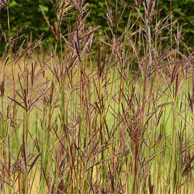 Andropogon hallii Purple Konza (Fioritura)