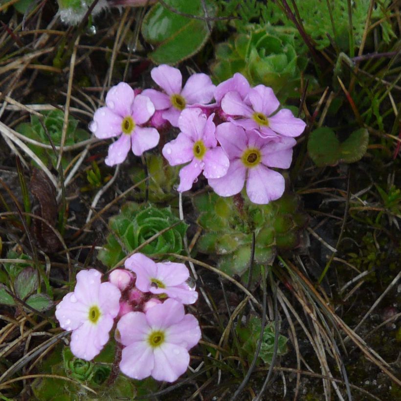 Androsace sempervivoides (Fioritura)