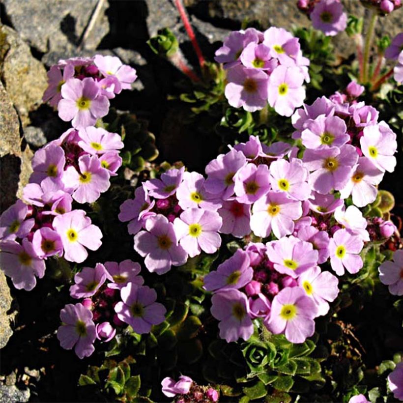 Androsace sempervivoides (Porto)