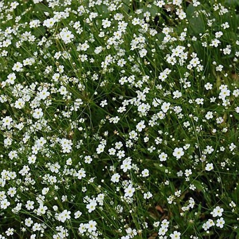 Androsace septentrionalis Star Dust - Androsace nordica (Fioritura)