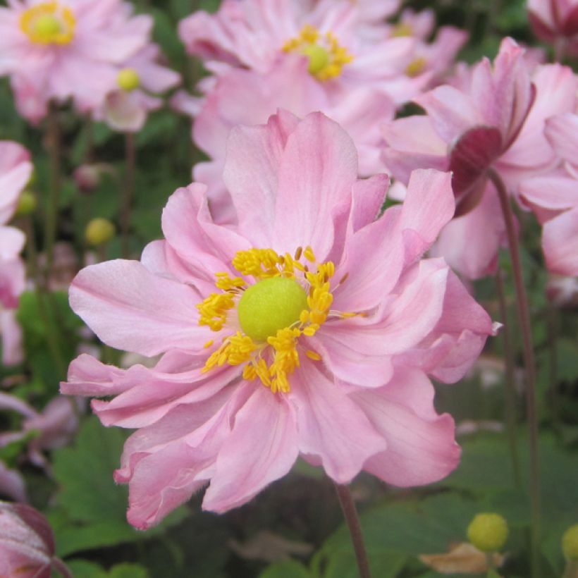 Anemone hupehensis Fantasy Pocahontas - Anemone giapponese (Fioritura)