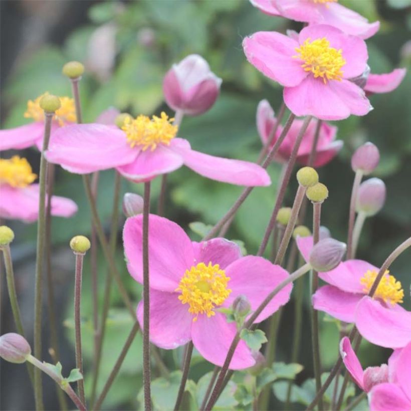 Anemone Little Summer Breeze - Anemone giapponese (Fioritura)