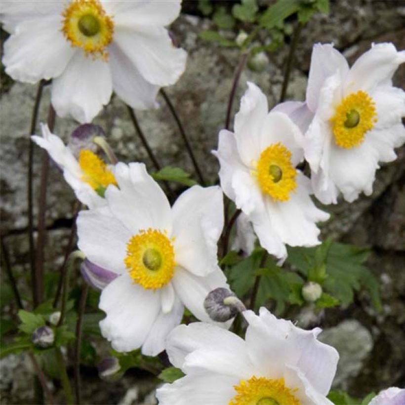 Anemone Ruffled Swan - Anemone giapponese (Fioritura)