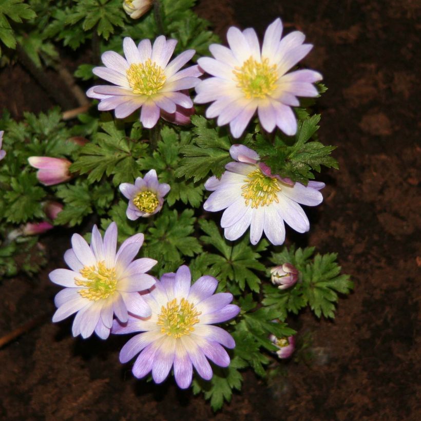 Anemone blanda Blue Splendour (Fioritura)