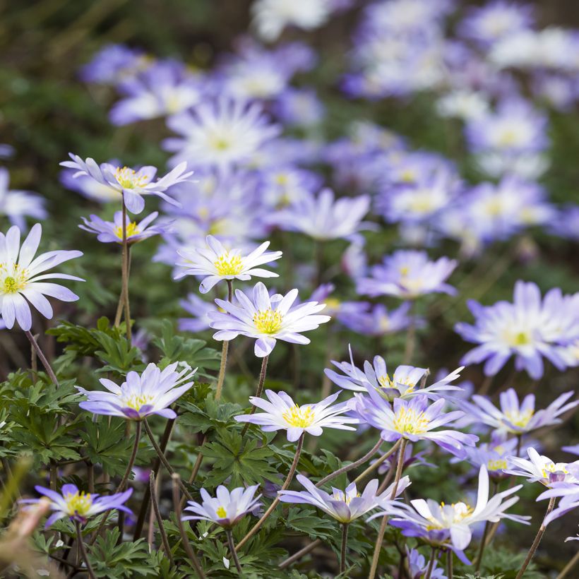 Anemone blanda Blue Splendour (Porto)