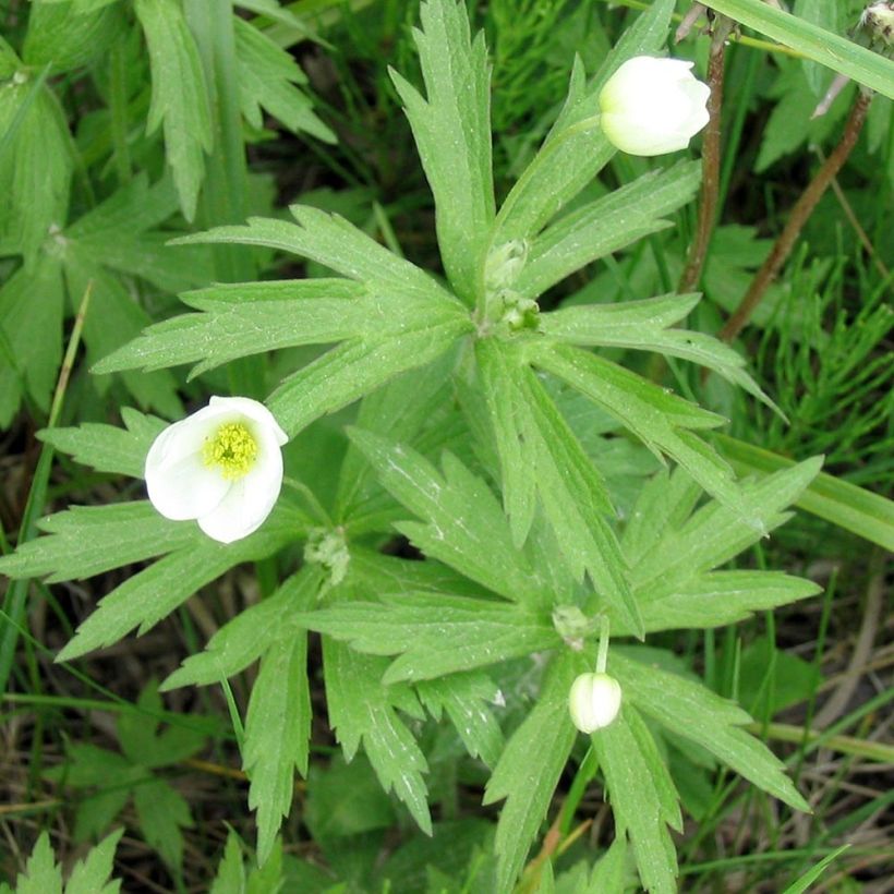 Anemone canadensis (Fogliame)