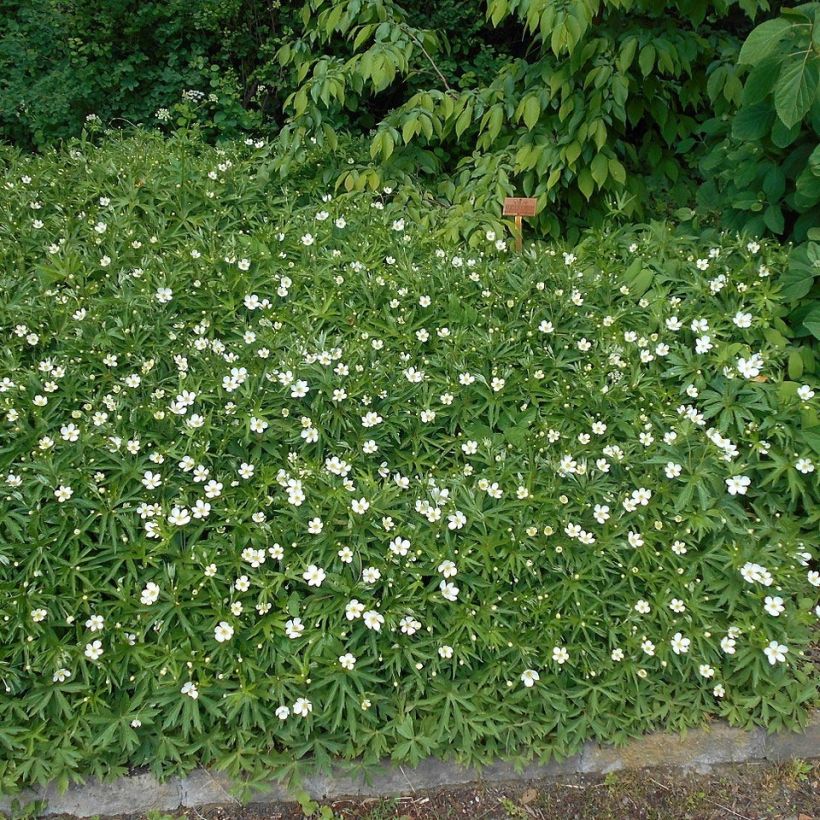 Anemone canadensis (Porto)