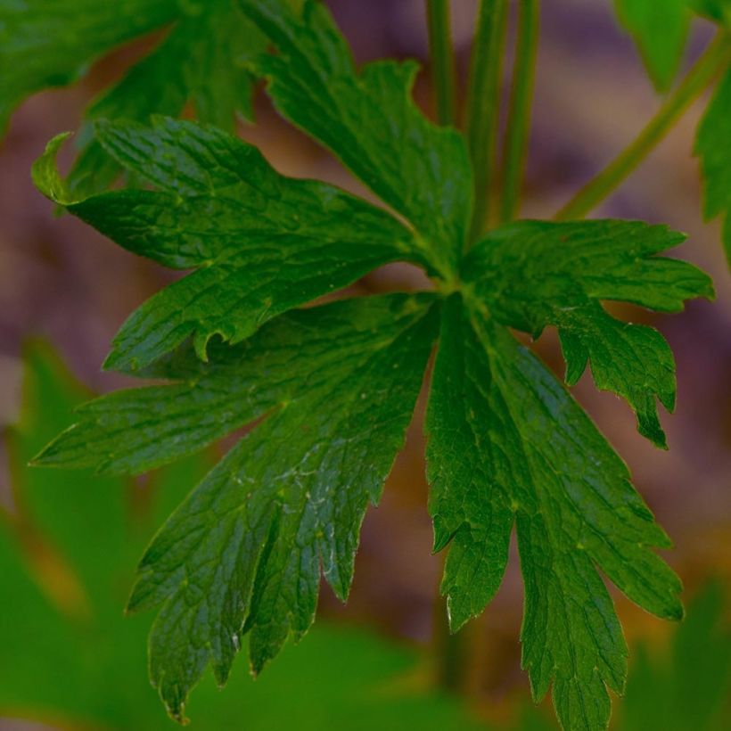 Anemone cylindrica (Fogliame)