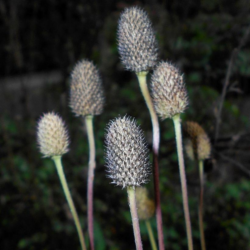 Anemone cylindrica (Raccolta)