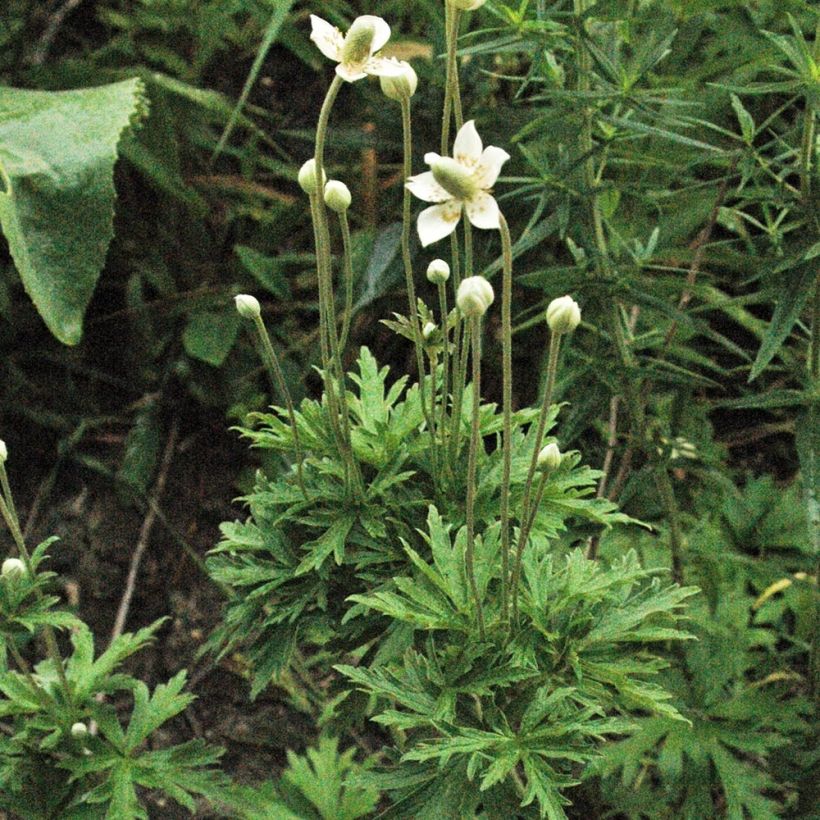 Anemone cylindrica (Porto)