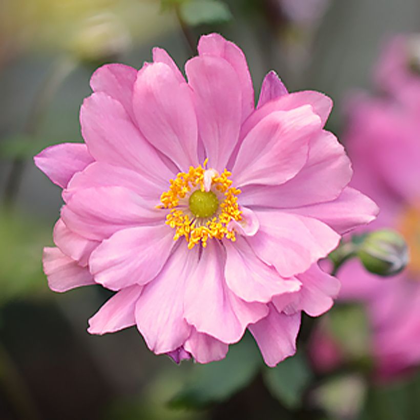 Anemone hupehensis Crispa - Anemone giapponese (Fioritura)