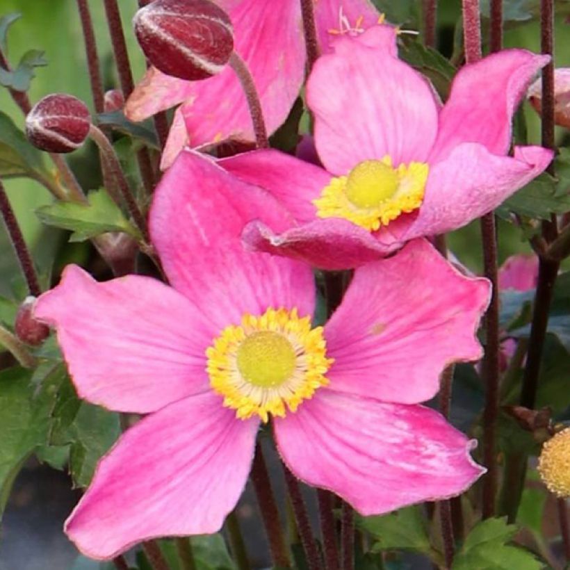 Anemone Satin Doll Rosé - Anemone giapponese (Fioritura)