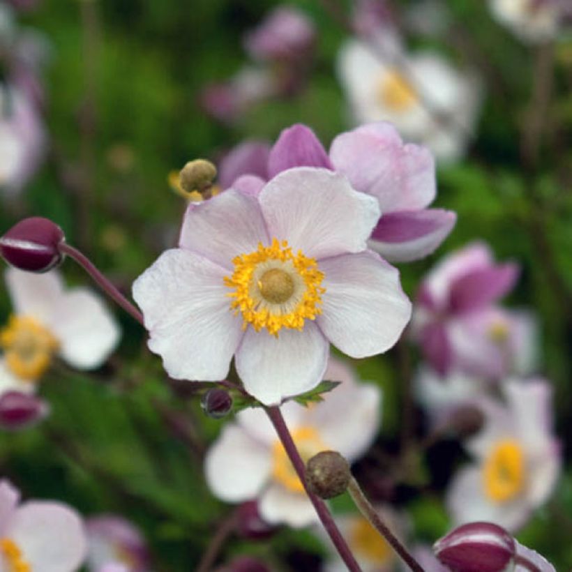 Anemone Hadspen Abundance - Anemone giapponese (Fioritura)