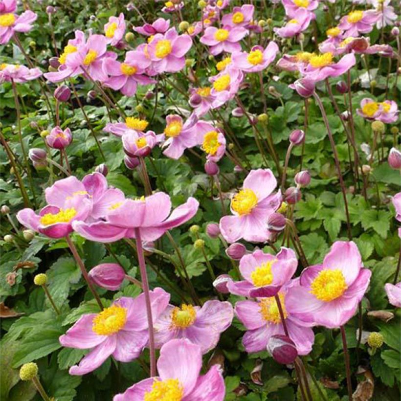 Anemone Fantasy Cinderella - Anemone giapponese (Fioritura)