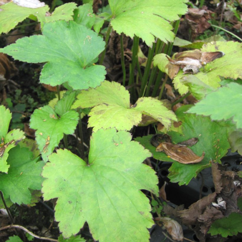 Anemone hupehensis Little Princess - Anemone giapponese (Fogliame)