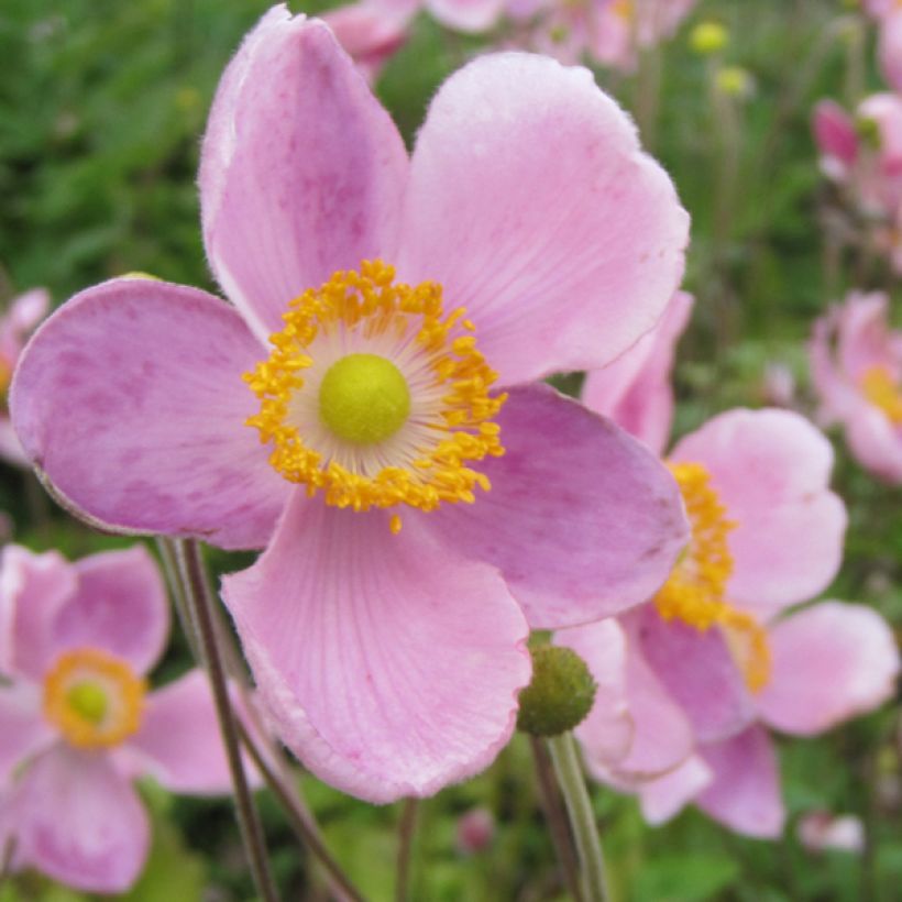 Anemone hupehensis Little Princess - Anemone giapponese (Fioritura)