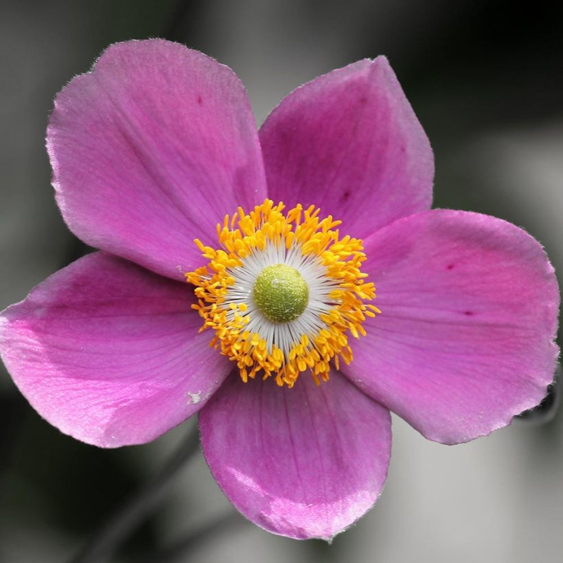 Anemone hupehensis Praecox - Anemone giapponese (Fioritura)