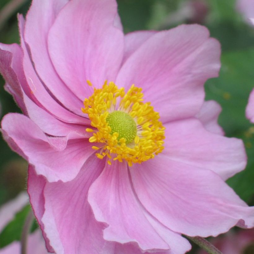 Anemone Rubra Plena - Anemone giapponese (Fioritura)