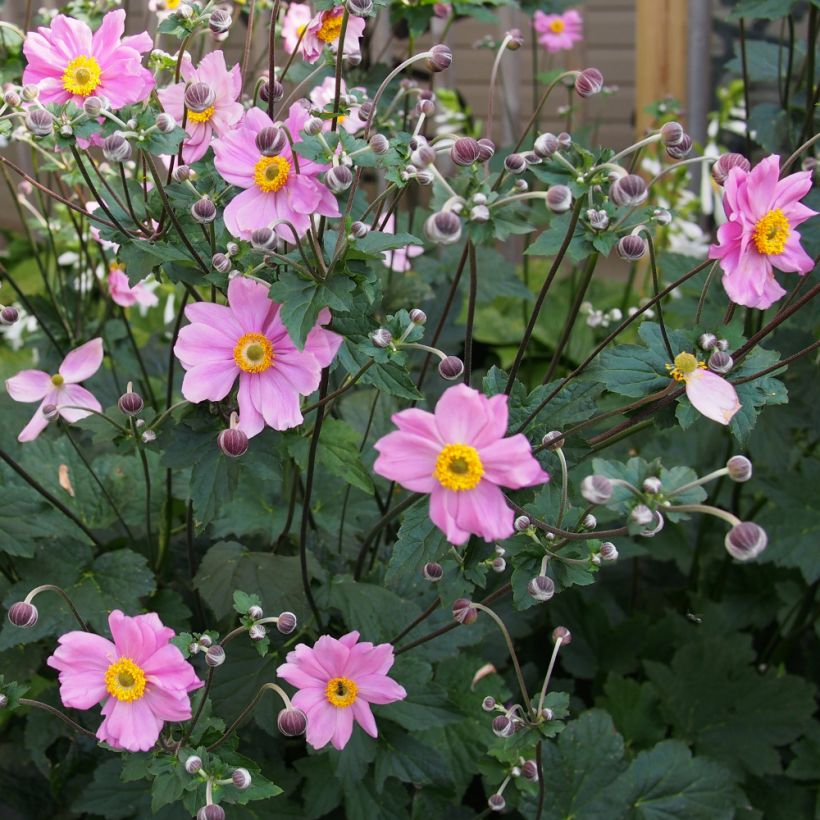 Anemone Rubra Plena - Anemone giapponese (Porto)