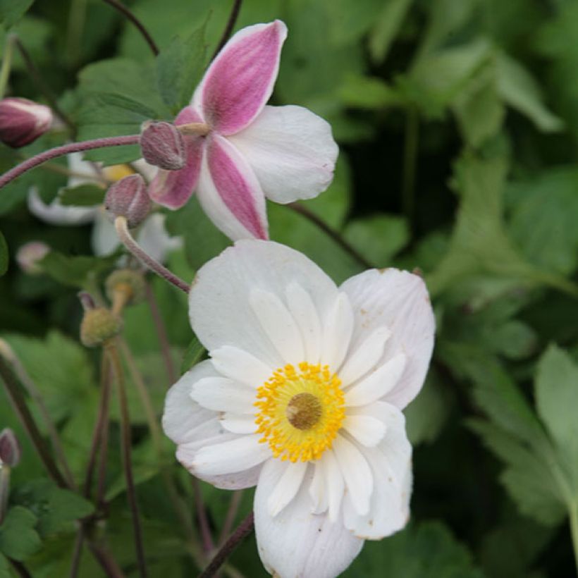 Anemone Dainty Swan - Anemone giapponese (Fioritura)