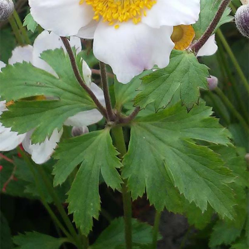 Anemone Elfin Swan - Anemone giapponese (Fogliame)