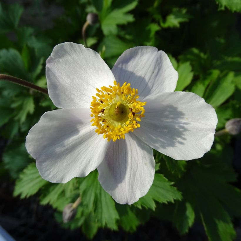 Anemone Elfin Swan - Anemone giapponese (Fioritura)