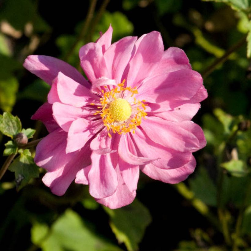 Anemone Margarete - Anemone giapponese (Fioritura)