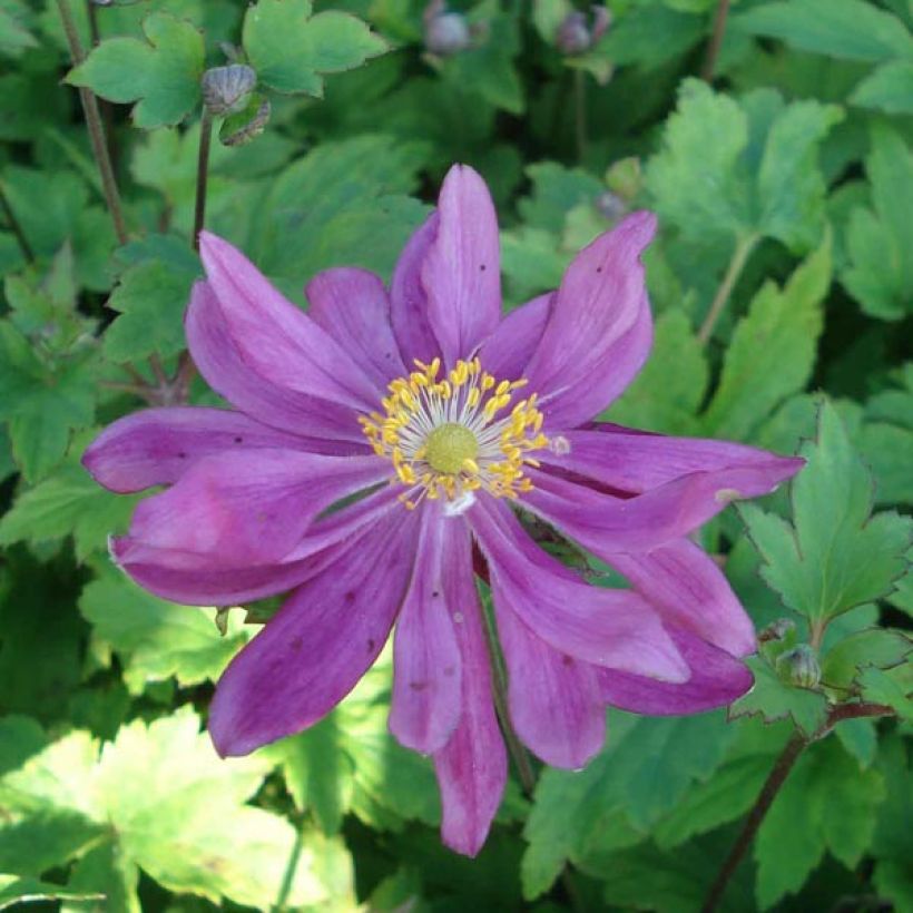 Anemone Bressingham Glow - Anemone giapponese (Fioritura)