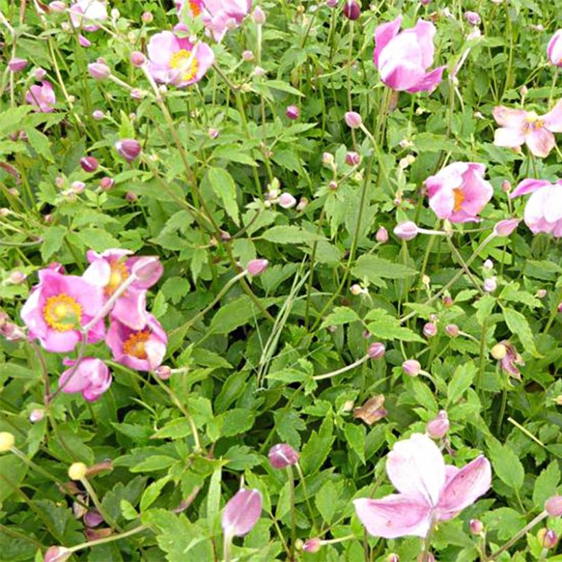 Anemone Pretty Lady Susan - Anemone giapponese (Fioritura)