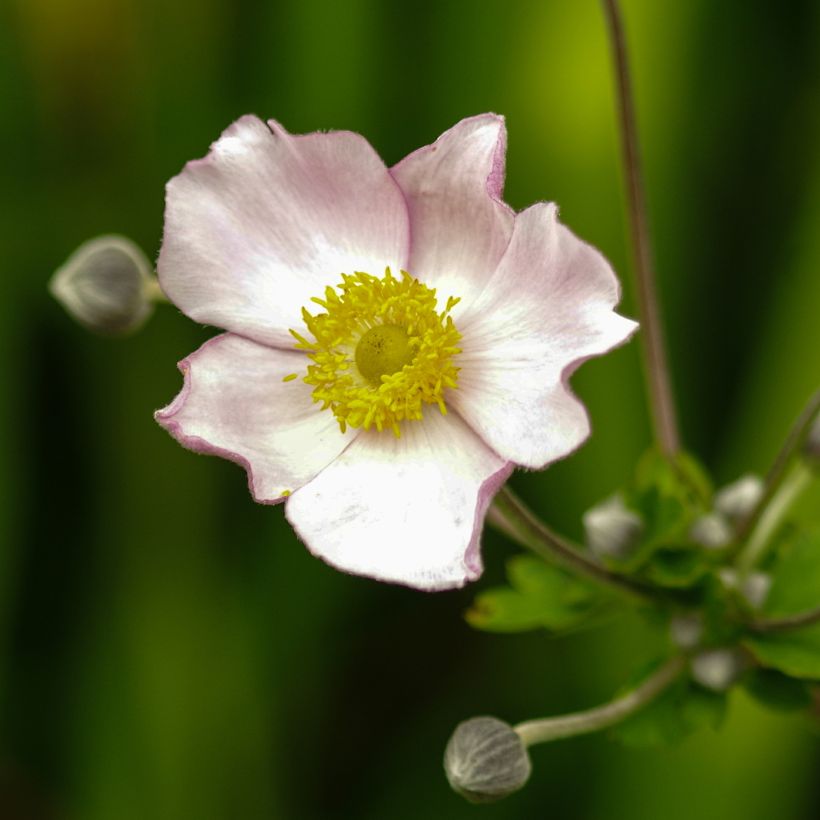 Anemone tomentosa Robustissima (Fioritura)