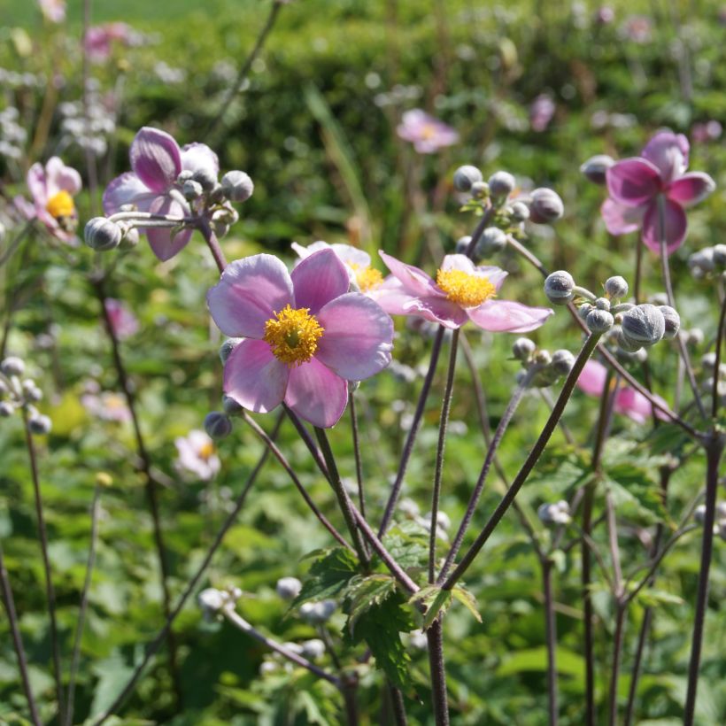 Anemone tomentosa Robustissima (Porto)