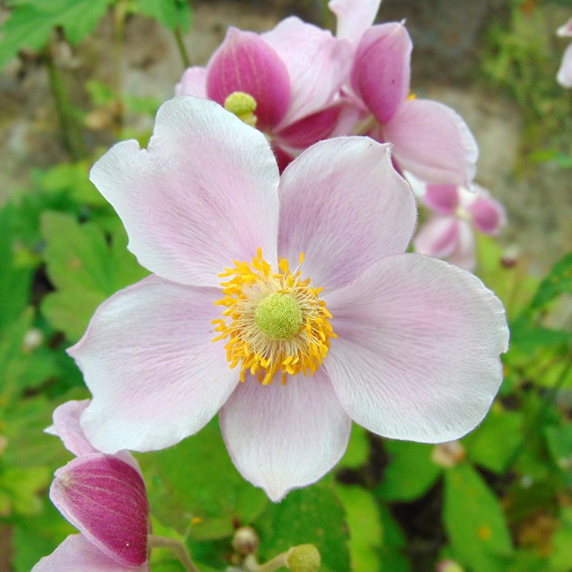 Anemone hupehensis September Charm - Anemone giapponese (Fioritura)