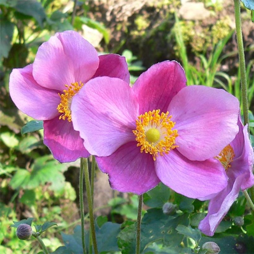 Anemone hupehensis Splendens - Anemone giapponese (Fioritura)