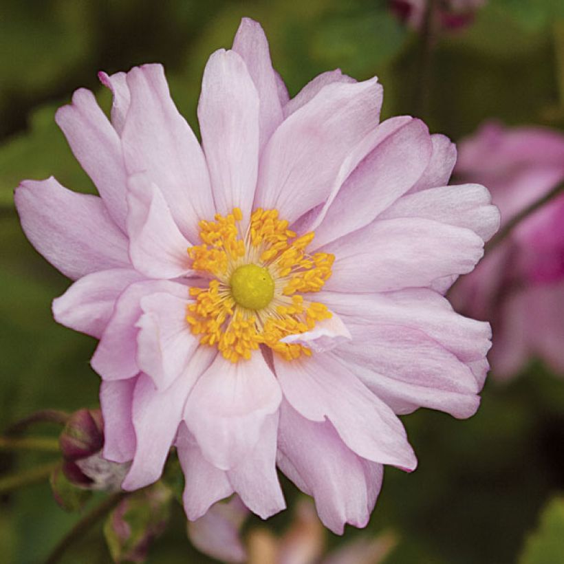 Anemone Mont Rose - Anemone giapponese (Fioritura)