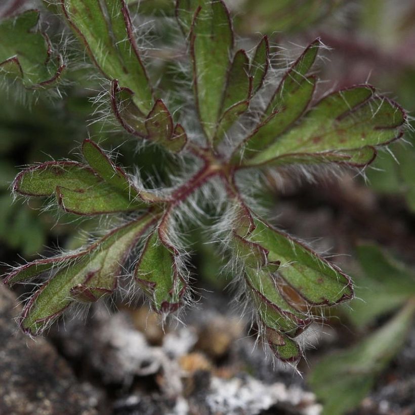 Anemone multifida Rosea (Fogliame)