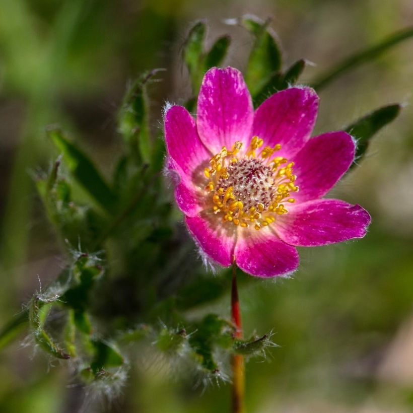 Anemone multifida Rosea (Fioritura)