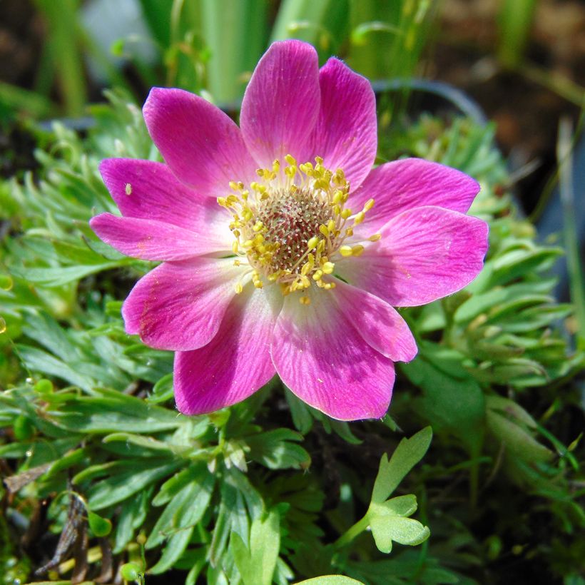 Anemone multifida Rubra (Fioritura)