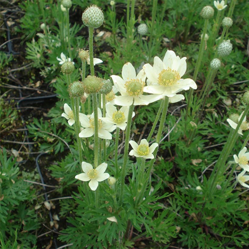 Anemone multifida Major (Fioritura)