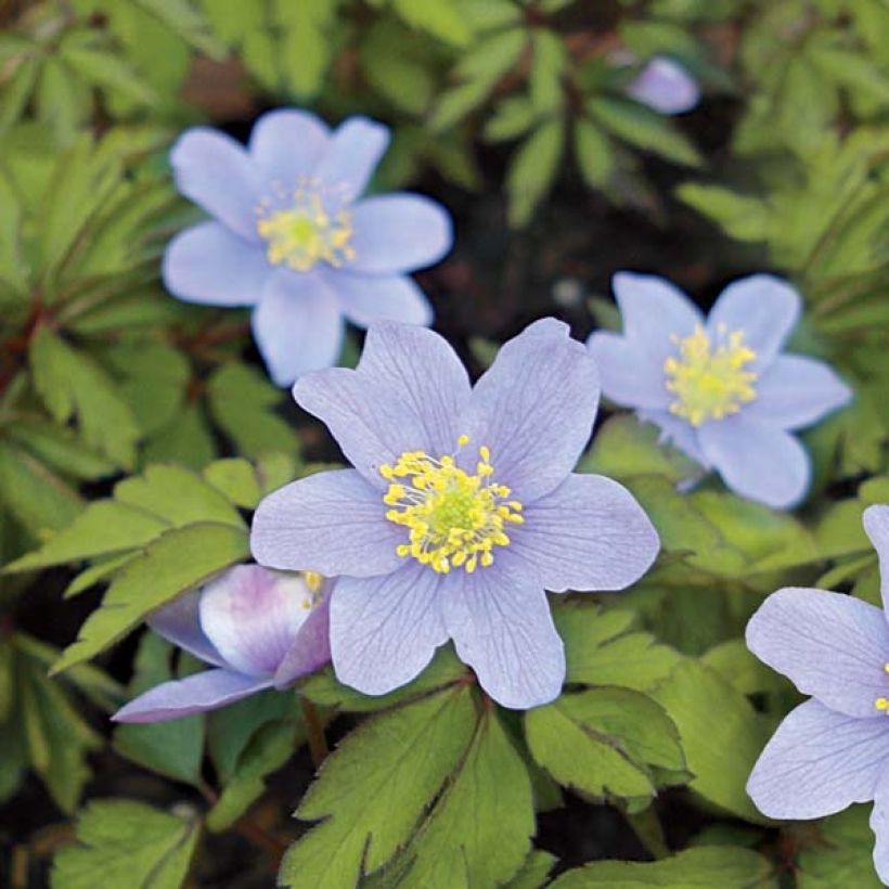 Anemone nemorosa Robinsoniana (Fioritura)