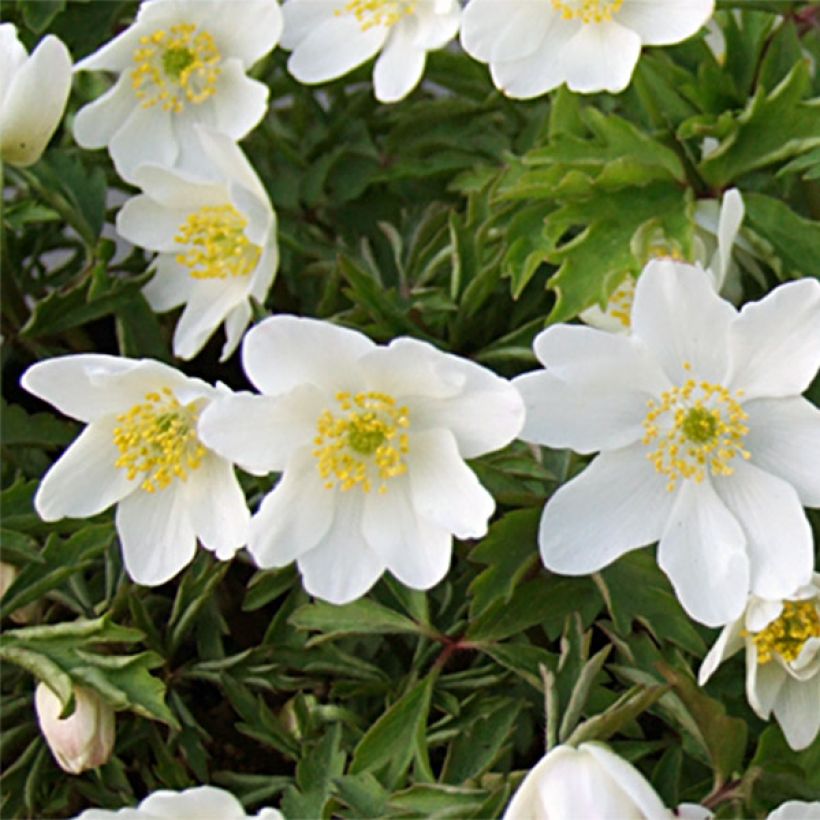 Anemone nemorosa Leeds' Variety (Fioritura)