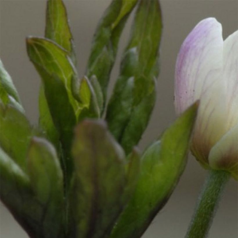 Anemone nemorosa Lucia (Fogliame)