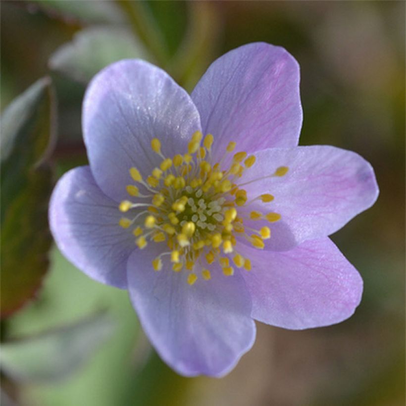 Anemone nemorosa Lucia (Fioritura)