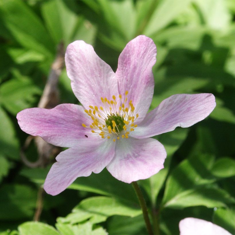 Anemone nemorosa Marie-Rose (Fioritura)