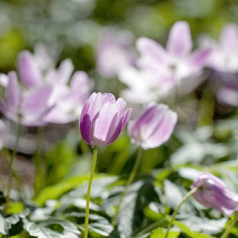 Anemone nemorosa Marie-Rose (Porto)