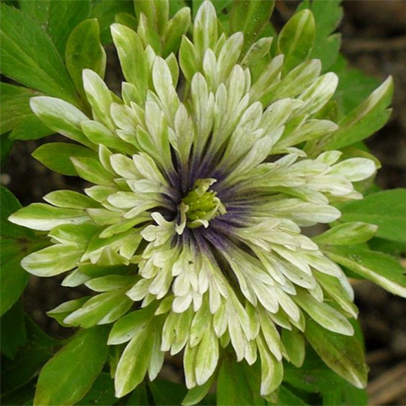 Anemone nemorosa Virescens (Fioritura)