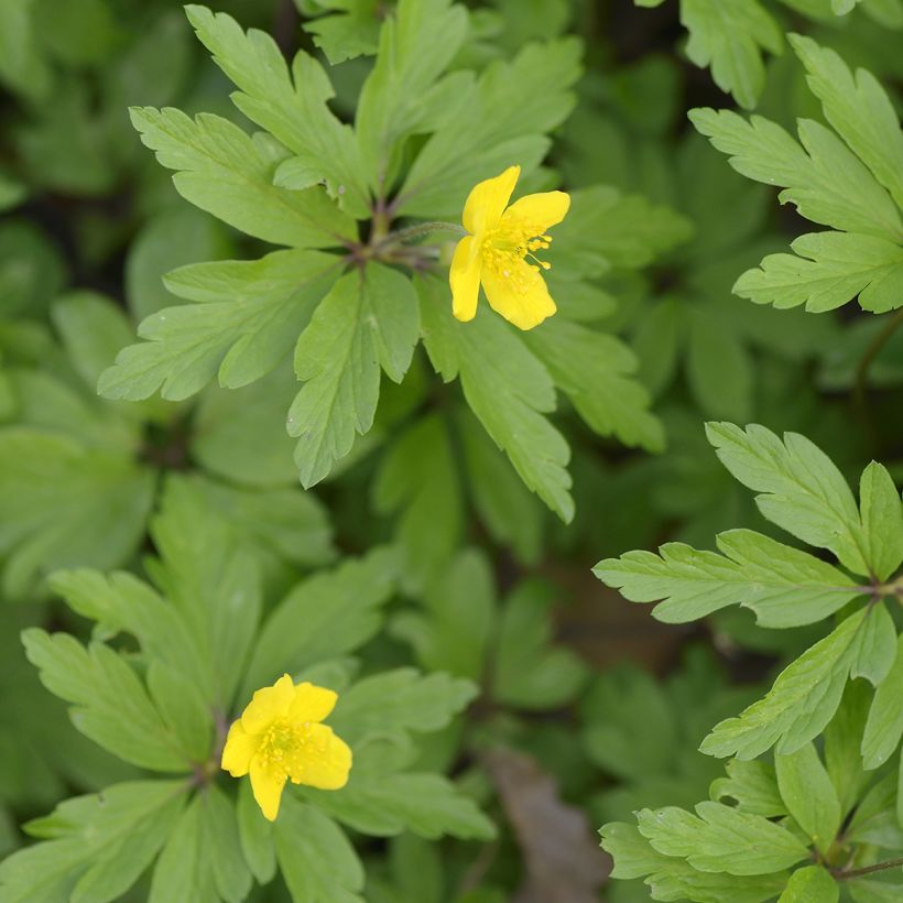 Anemone ranunculoides - Anemone gialla (Fogliame)