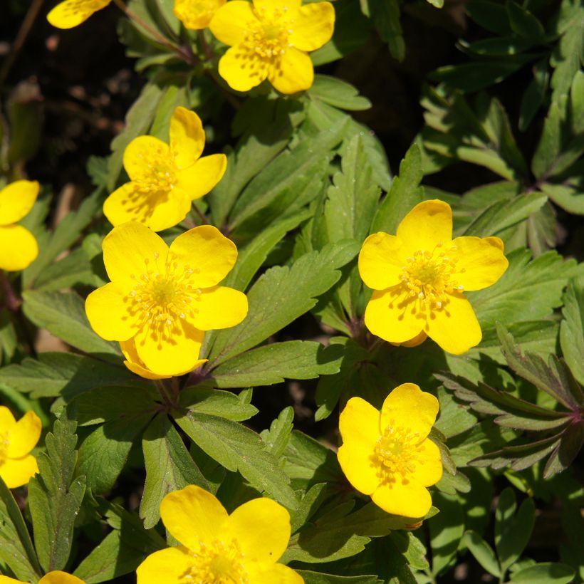 Anemone ranunculoides - Anemone gialla (Fioritura)