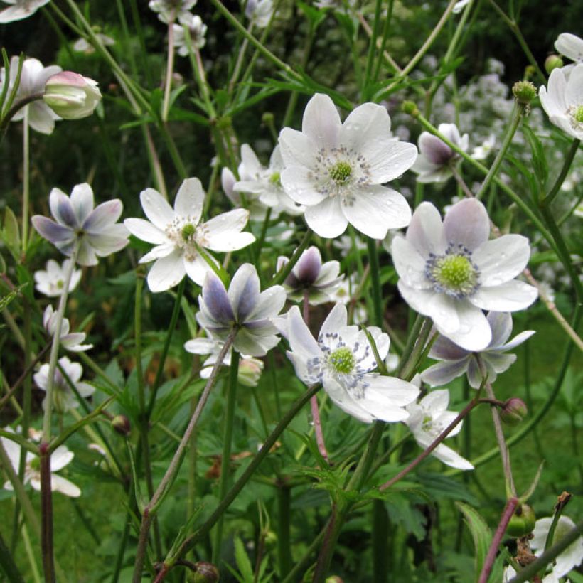 Anemone rivularis (Porto)