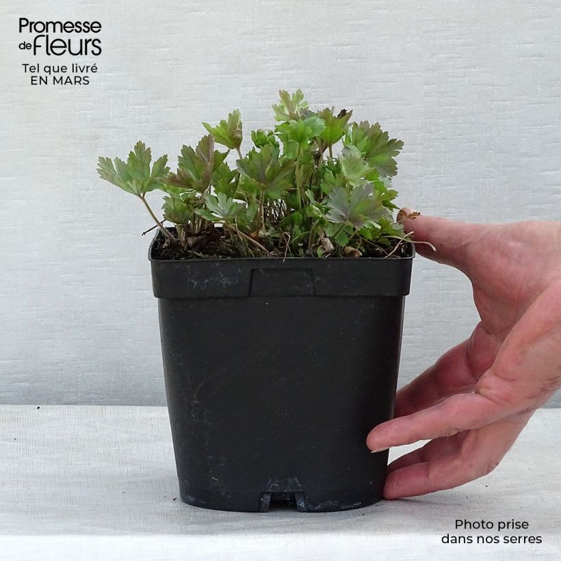 Anémone sauvage - Anemone sylvestris en pot de 2L/3L esemplare consegnato in inverno