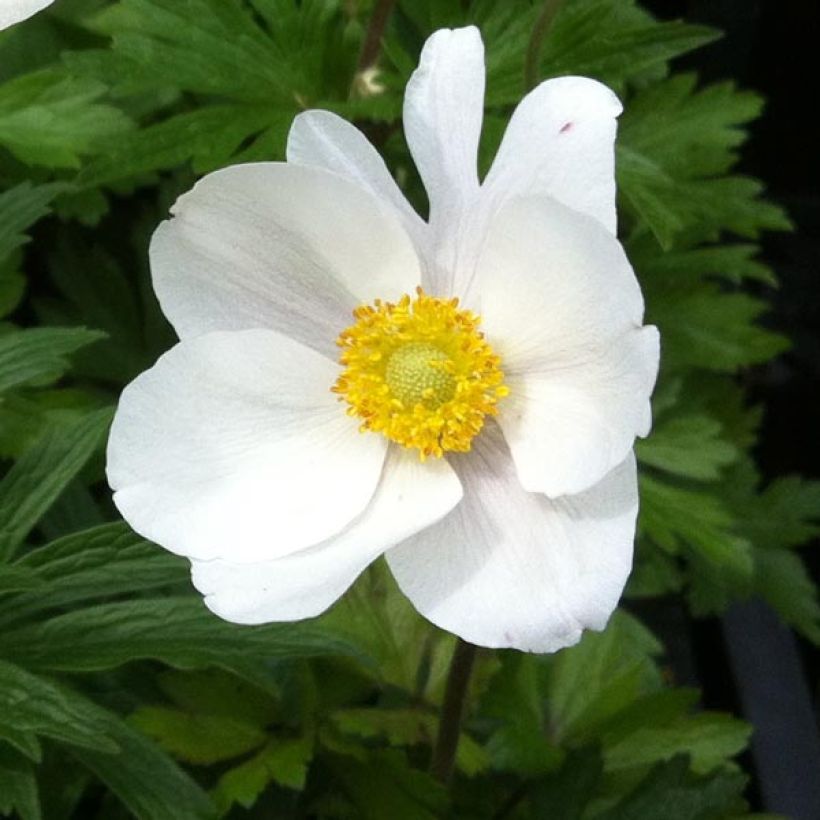 Anemone sylvestris - Anemone silvestre (Fioritura)